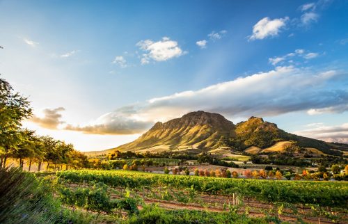Weinregion Bei Stellenbosch Mit Blick Auf Simonsberg Shutterstock 1043078755